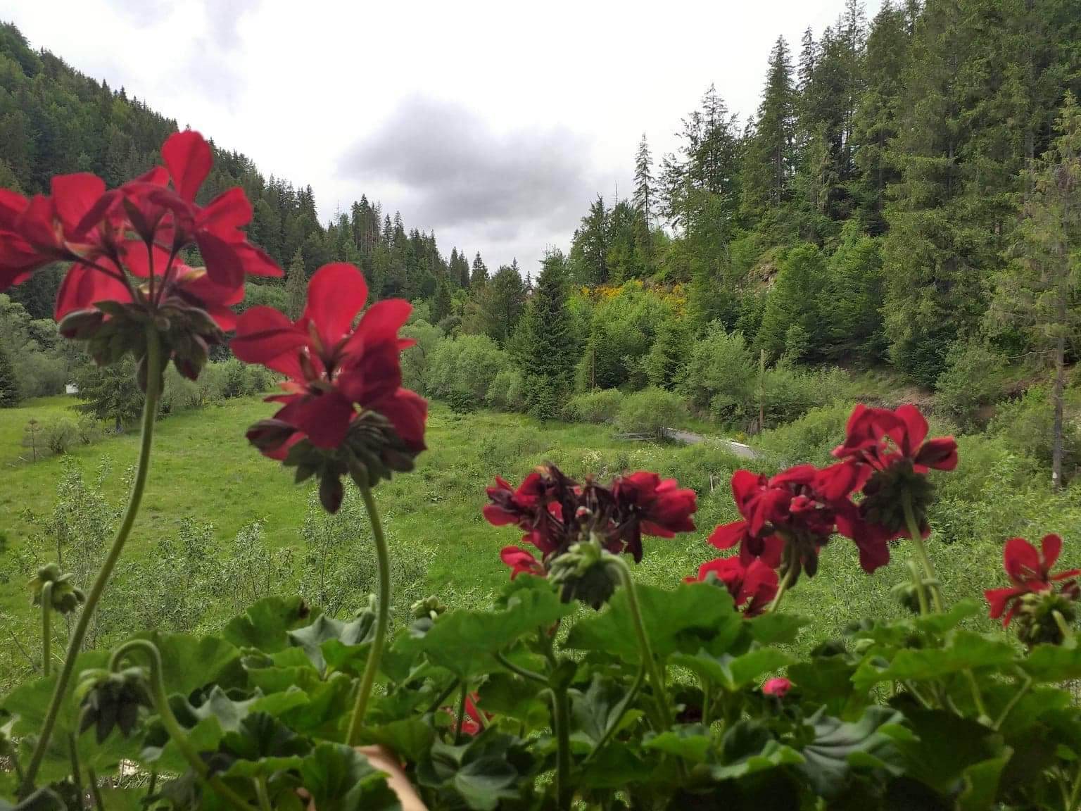 Cazare in Arieseni - PENSIUNEA  NEAG - Arieseni